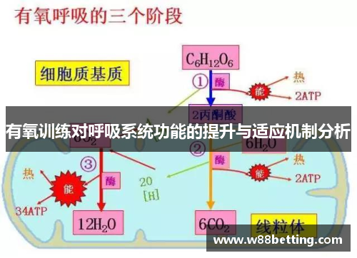 有氧训练对呼吸系统功能的提升与适应机制分析